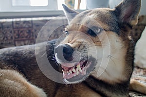 El perro su dientes. ofensivo el perro 